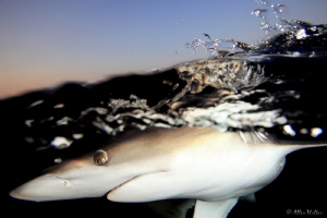 Up close and personal by Allen Walker 